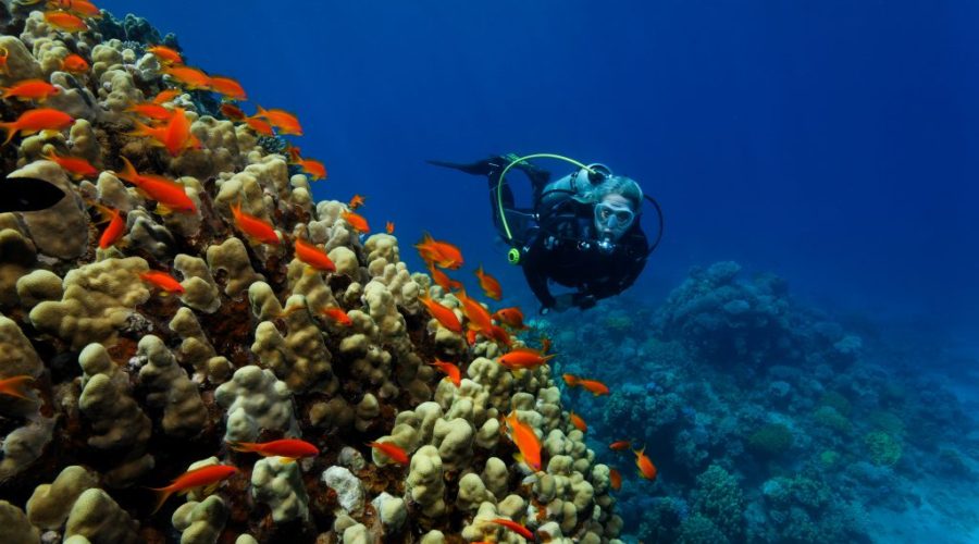 Aqaba Diving tours