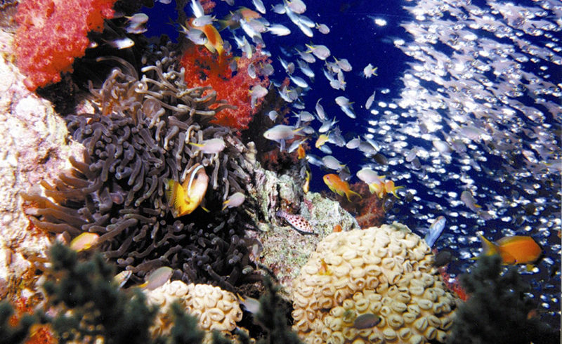 Aqaba underwater Jordan Story Tours