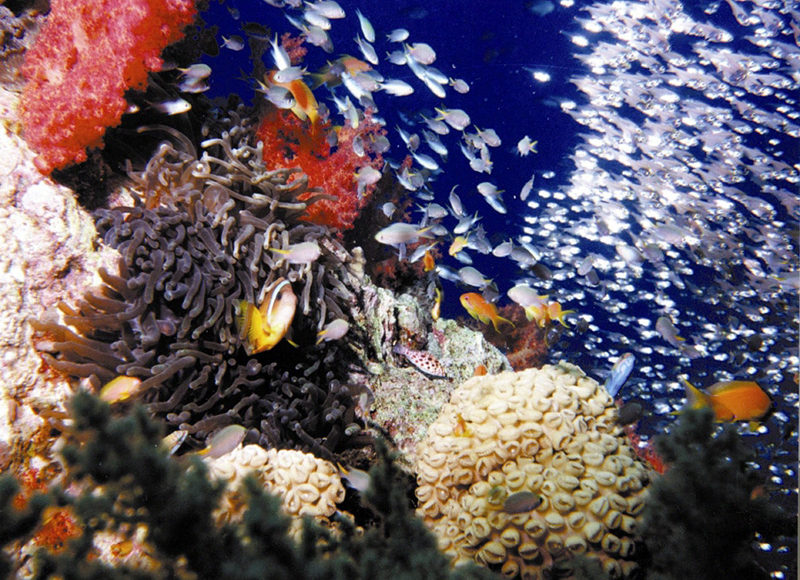 Aqaba underwater Jordan Story Tours