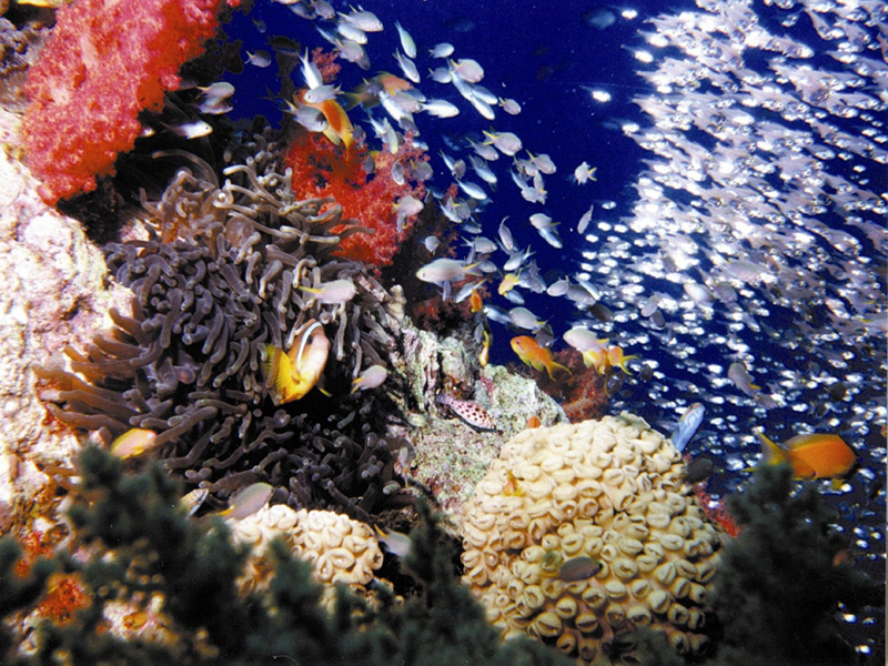 Aqaba underwater Jordan Story Tours