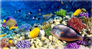 Aqaba Aqaba - Read Sea